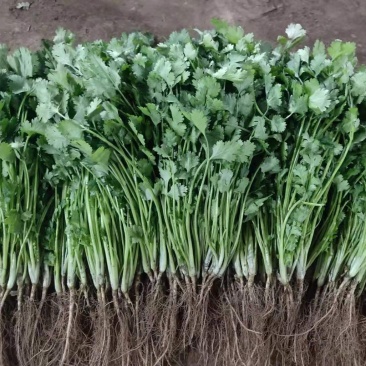 香菜大量香菜产地直销大量现货大叶不超高颜色深