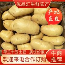 荷兰十五土豆大量现货供应黄皮黄心质货源充足价格便宜