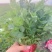 精品香菜潍坊寿光产地直发支持电商一件代发
