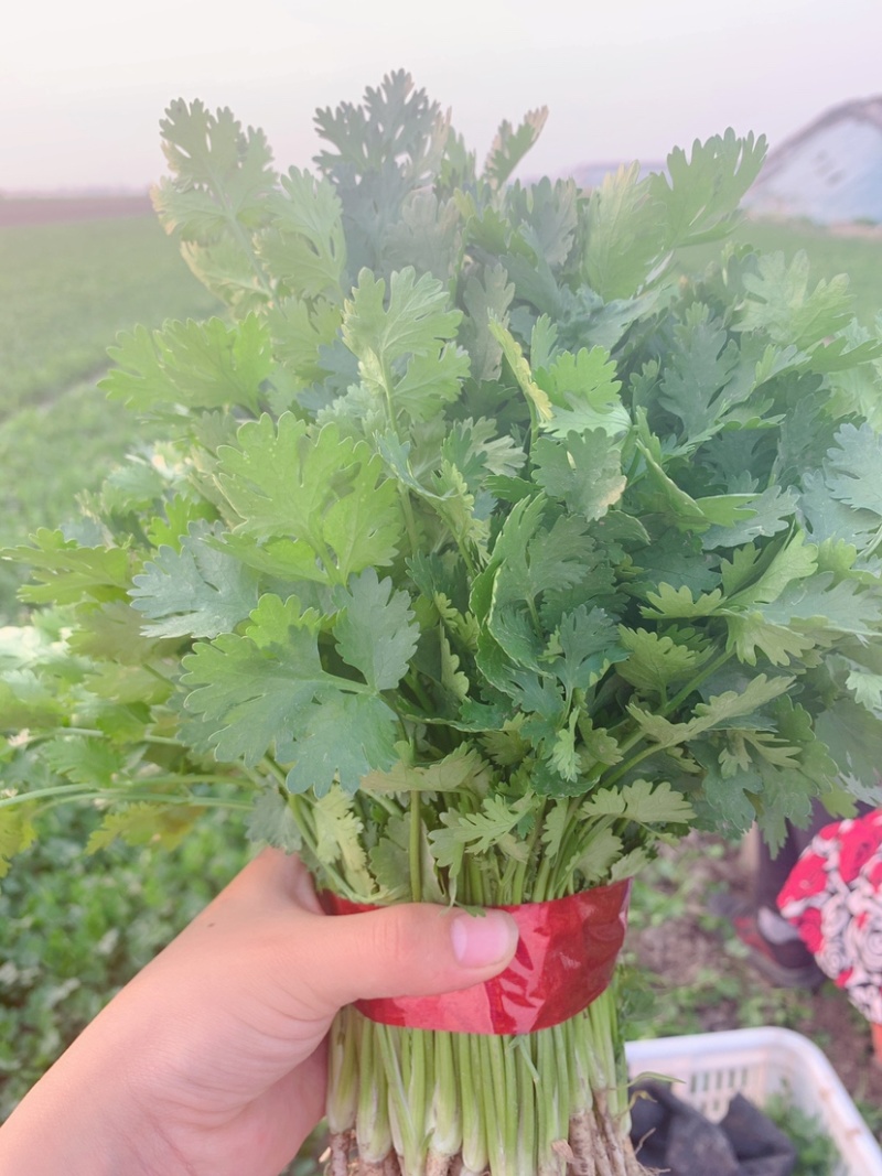 精品香菜潍坊寿光产地直发支持电商一件代发