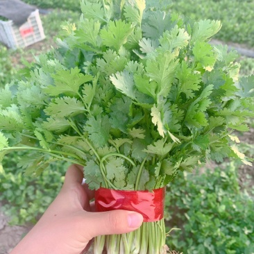 精品香菜潍坊寿光产地直发支持电商一件代发