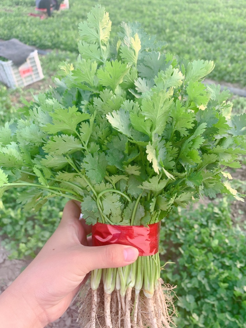 精品香菜潍坊寿光产地直发支持电商一件代发
