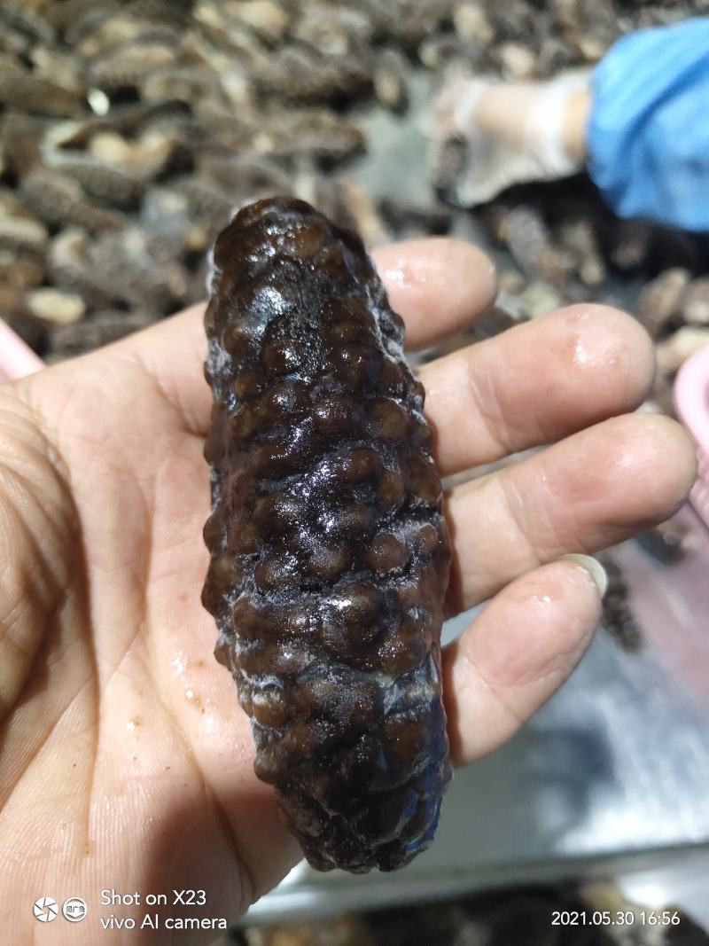 土耳其黑米刺，大量生产出货中，规格齐全，货源充足稳定