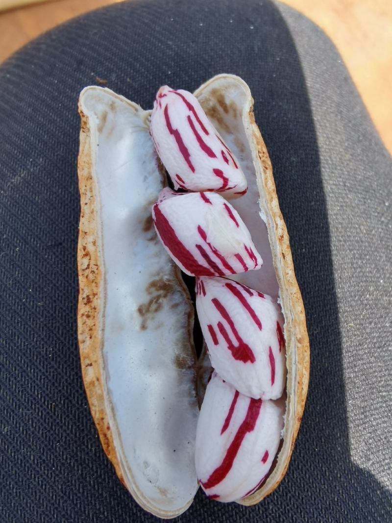 云南精品七彩花生优选量大价优产地直销欢迎咨询