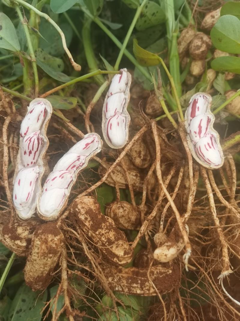 云南精品七彩花生优选量大价优产地直销欢迎咨询