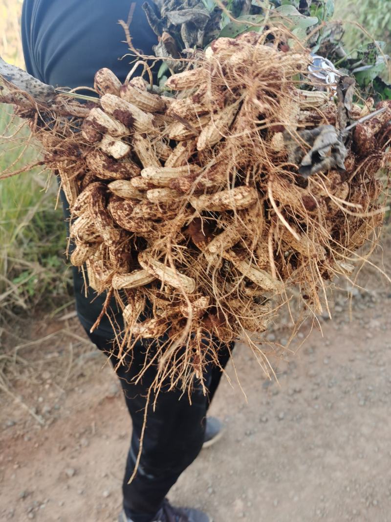 云南精品七彩花生优选量大价优产地直销欢迎咨询