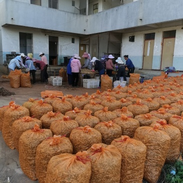 云南精品七彩花生优选量大价优产地直销欢迎咨询