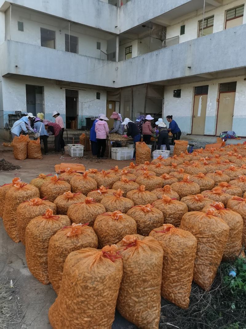 云南精品七彩花生优选量大价优产地直销欢迎咨询