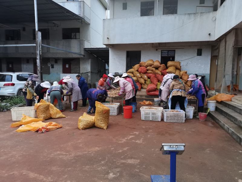 云南精品七彩花生优选量大价优产地直销欢迎咨询