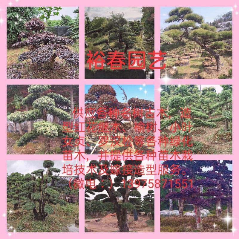 造型红花继木桩（红叶红花）