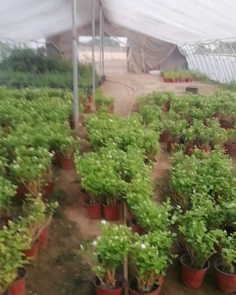 茉莉花