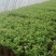 茉莉花