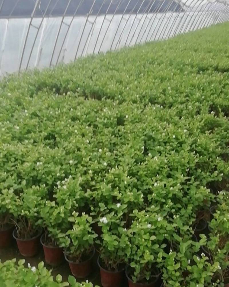 茉莉花