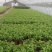 茉莉花