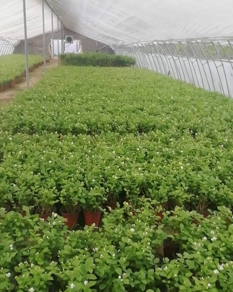茉莉花