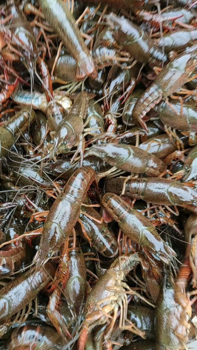 洪湖清水小龙虾，蟹塘虾价格详谈每日行情波动1-2元
