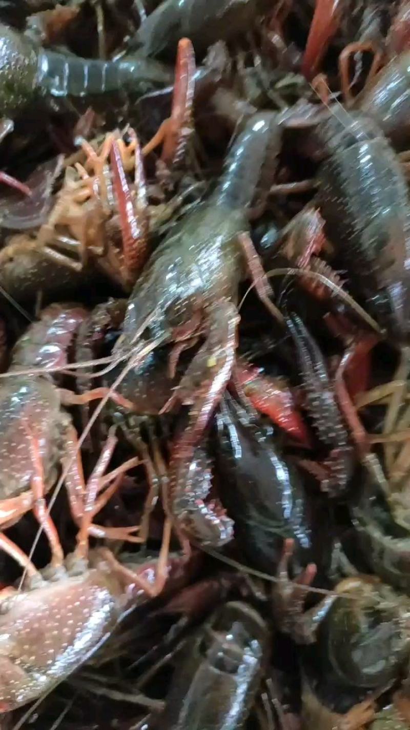 洪湖清水小龙虾，蟹塘虾价格详谈每日行情波动1-2元