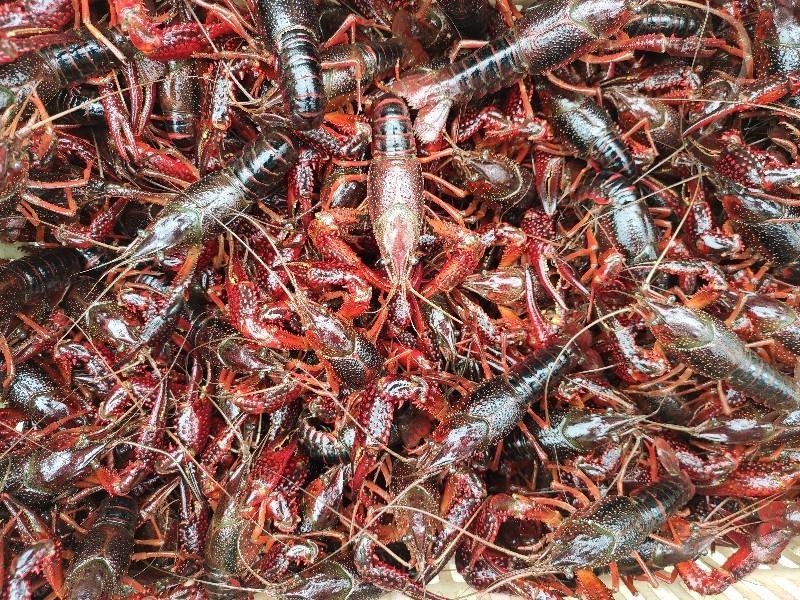 洪湖清水小龙虾，蟹塘虾价格详谈每日行情波动1-2元