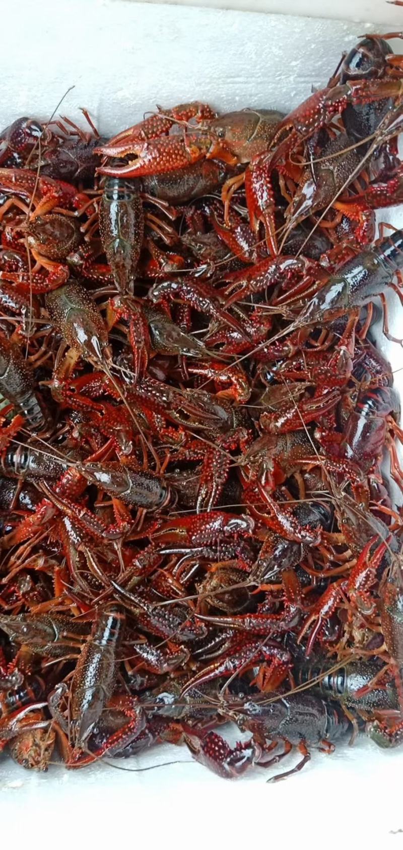 洪湖清水小龙虾，蟹塘虾价格详谈每日行情波动1-2元