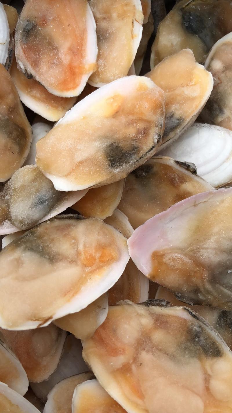 半壳白贝刀贝烧烤自助好食材海鲜大咖食材鲜活海鲜贝类蛤蜊