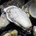 原浆半壳生蚝半壳牡蛎烧烤食材自助餐海鲜大咖小咖牡蛎