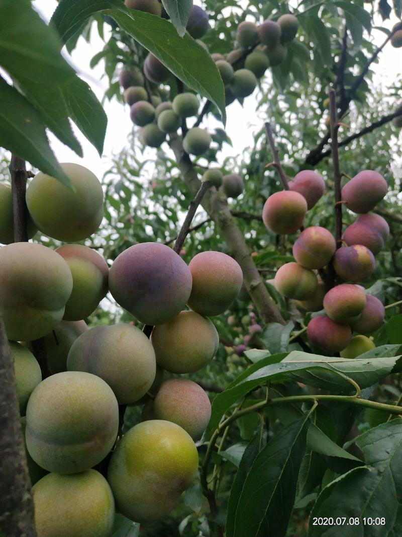 茵红李，半边红李子，