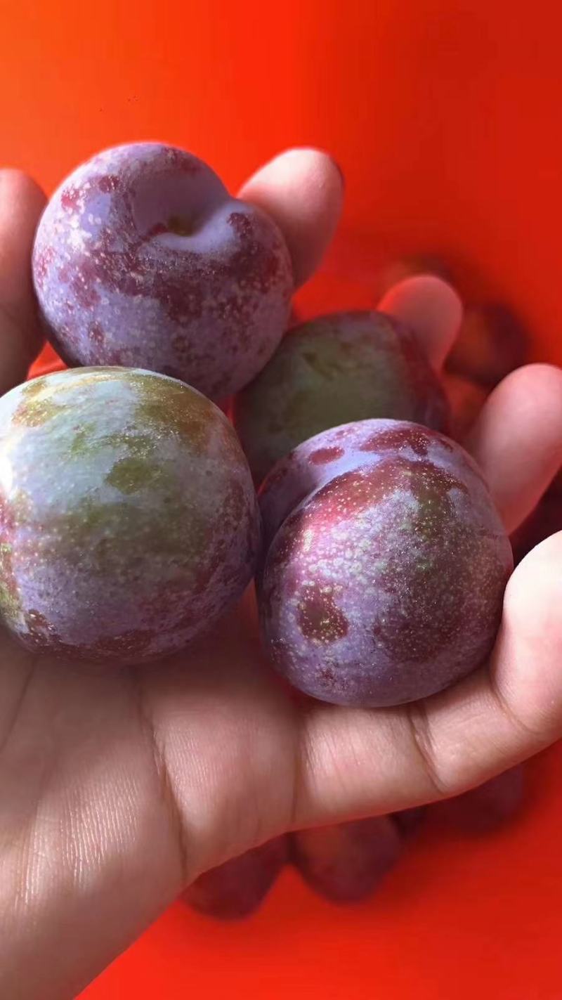 茵红李，半边红李子，