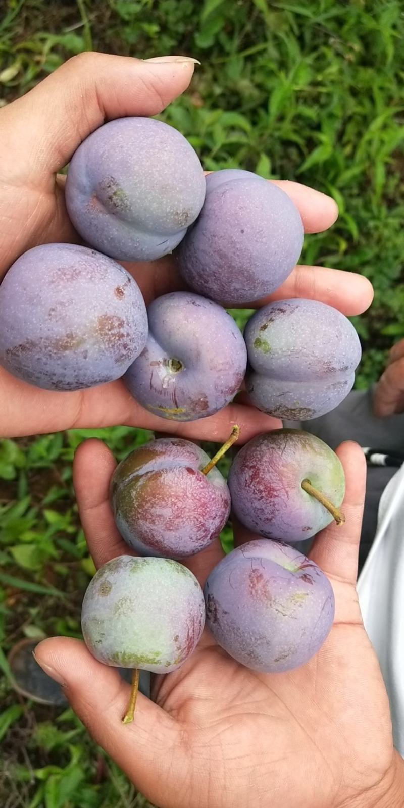 茵红李，半边红李子，