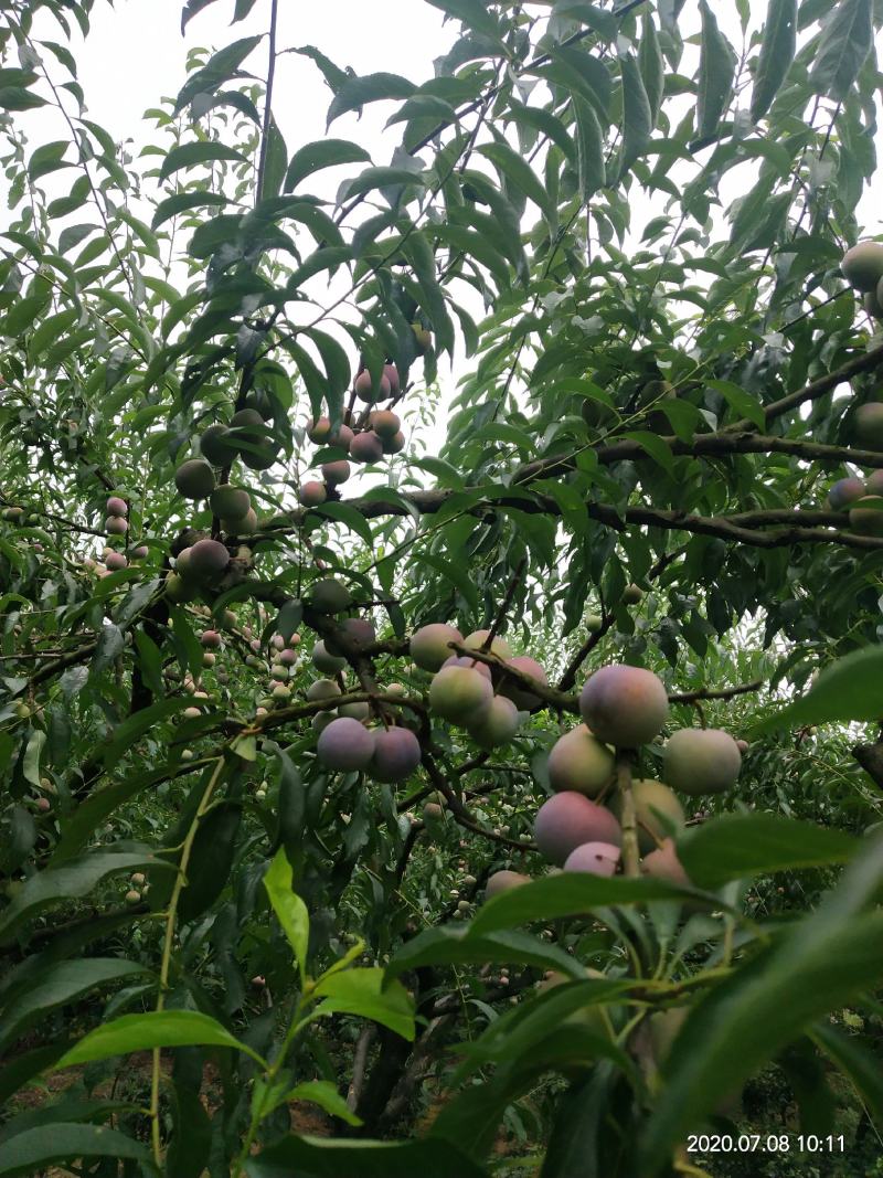 茵红李，半边红李子，