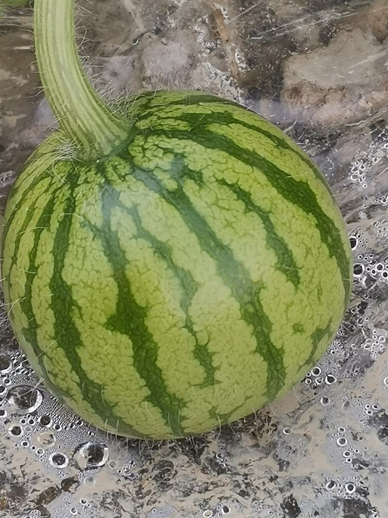 优质8424原生苗大棚西瓜种植基地