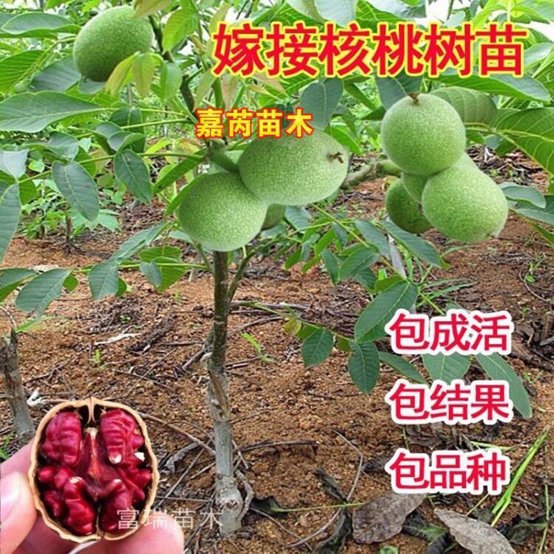 红仁核桃苗香玲核桃苗185/8518核桃苗量大签约