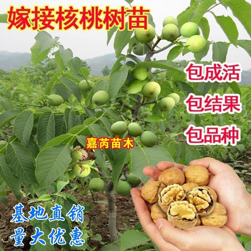 红仁核桃苗香玲核桃苗185/8518核桃苗量大签约