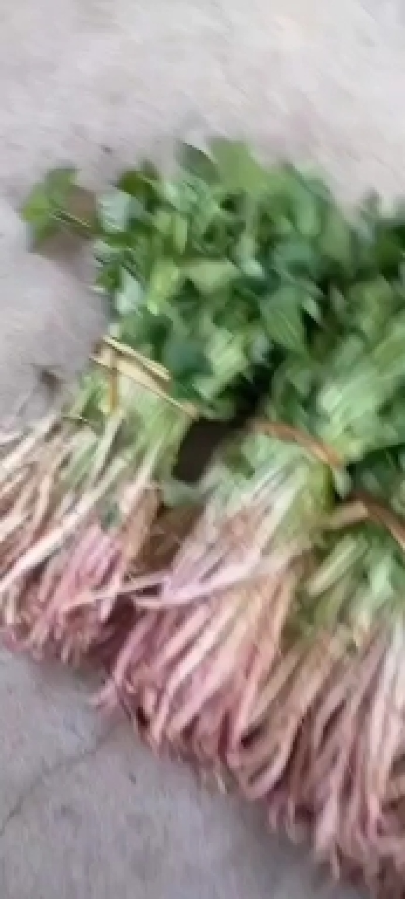 卢龙县冷棚山地腾飞白薯种苗，济薯25，西瓜红，烟薯种苗