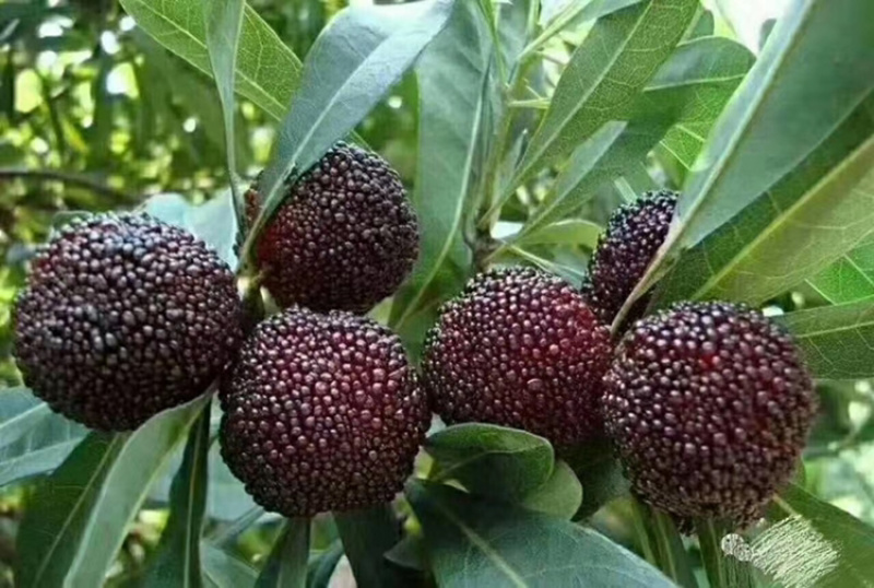 乌梅