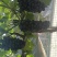 早下夏黑上市