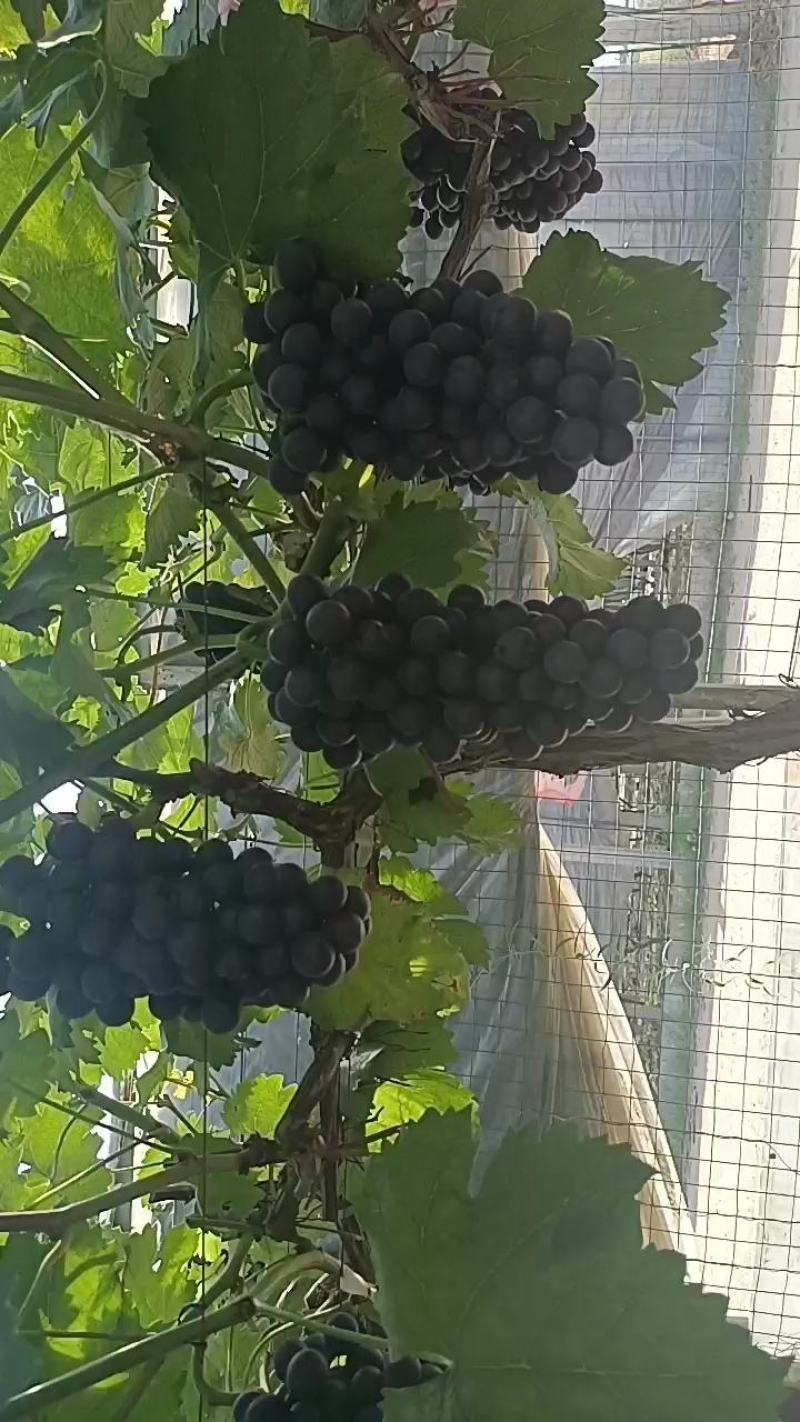 早下夏黑上市