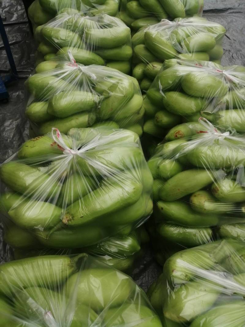 【茄子】大棚青茄已大量上市供应各大市场电商可视频看货