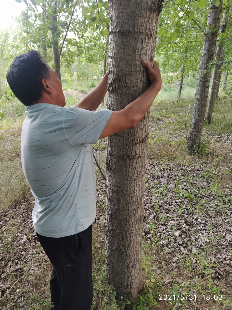 胶州速生杨白杨树出售约500棵交通便利