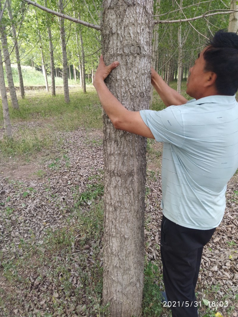 胶州速生杨白杨树出售约500棵交通便利