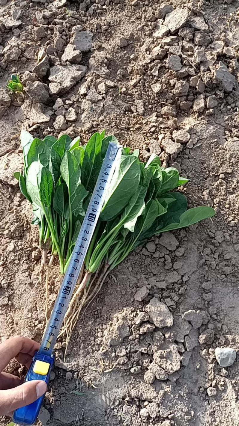 【发货快速】银川菠菜苗供应量大对接全国欢迎来电