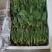 【发货快速】银川菠菜苗供应量大对接全国欢迎来电