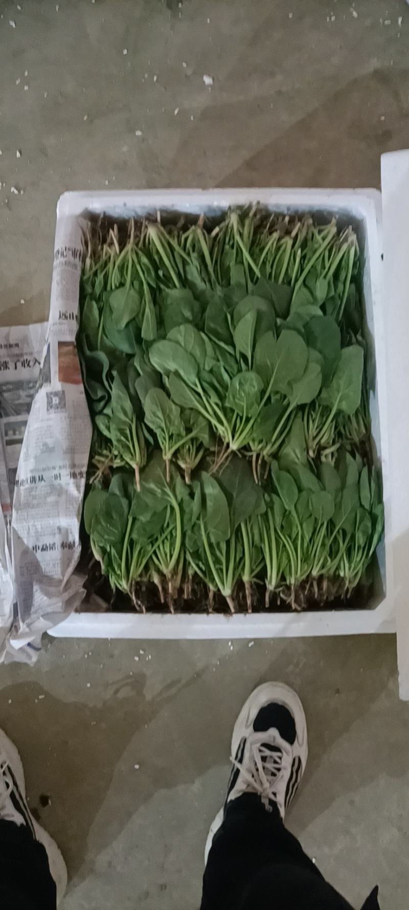 【发货快速】银川菠菜苗供应量大对接全国欢迎来电