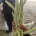 四季豆，精品白豆，个头均匀，颗粒饱满，货源充足