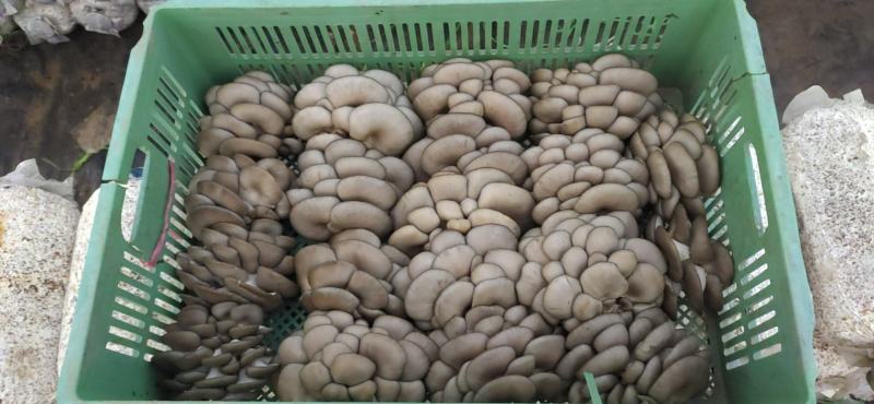 平菇菌棒出菇菌包反季节高产高抗熟料栽培菌包
