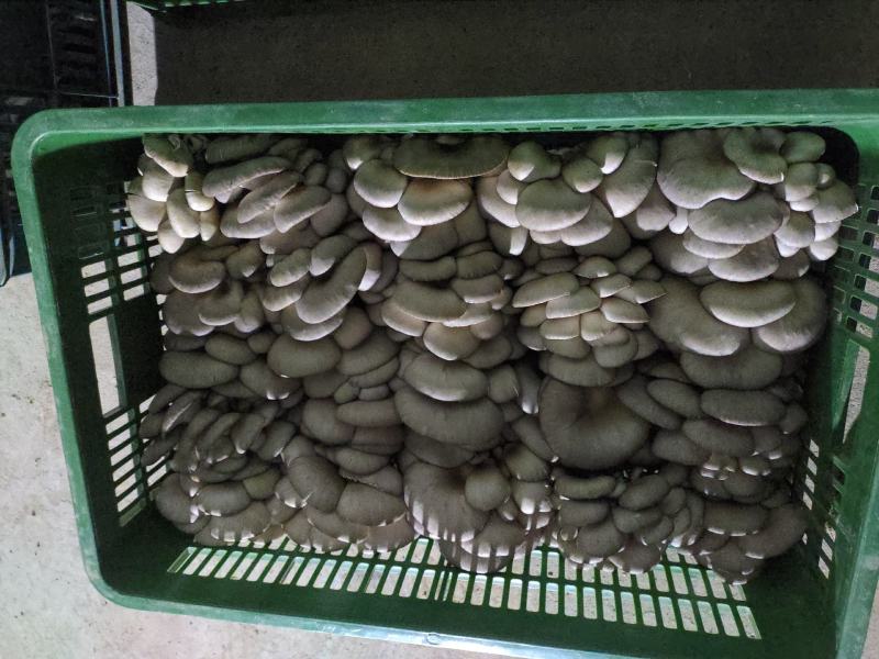 平菇菌棒出菇菌包反季节高产高抗熟料栽培菌包