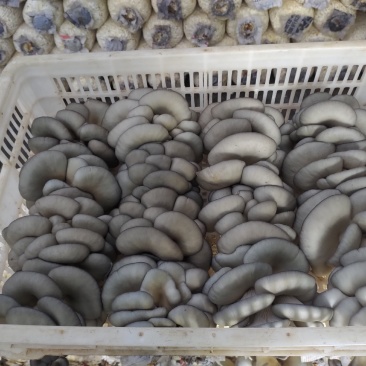 平菇菌棒出菇菌包反季节高产高抗熟料栽培菌包