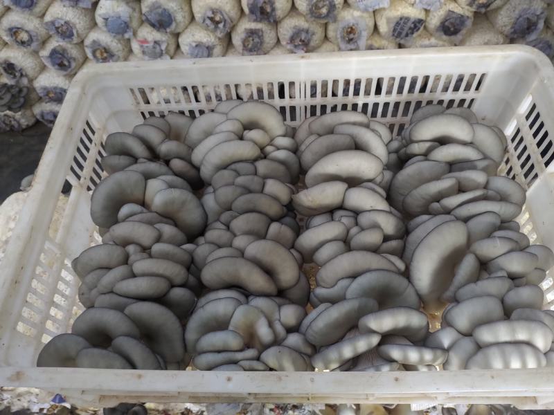 平菇菌棒出菇菌包反季节高产高抗熟料栽培菌包