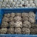 平菇菌棒出菇菌包反季节高产高抗熟料栽培菌包