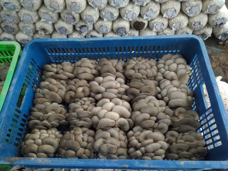 平菇菌棒出菇菌包反季节高产高抗熟料栽培菌包