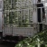 白菜冷棚黄心大白菜大量上市产地直销适合各大超市市场批发
